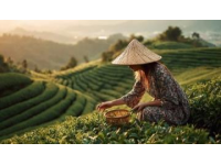農文旅融合有哪些發展模式(農產品文旅融合，基礎模式有哪些？)