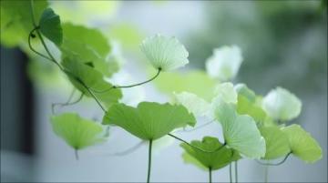 百科冷知識：蓮藕種植方法詳解