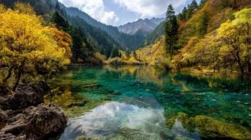 秋意濃遂昌賞銀杏泡溫泉兩日游