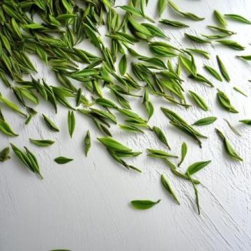 安吉白茶: 品嘗頭采的生機與活力