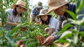 巴州區興文小學校園農場種蔬菜，校門口擺攤搞義賣