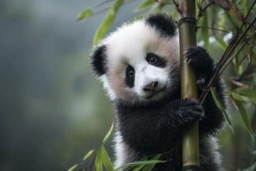 重慶親子游好去處：春風度云之谷動物樂園免費游玩指南