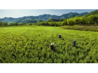 和邑村春日盛景：油菜花節暨美食節精彩開幕