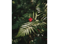 如何讓賞花經濟花開日日紅？