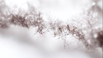 糖分轉(zhuǎn)化碳鏈,為生命提供能量源泉