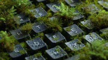 苔蘚養(yǎng)護四大注意(苔蘚愛護常識)
