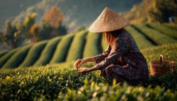 安吉白茶: 品嘗頭采的生機與活力