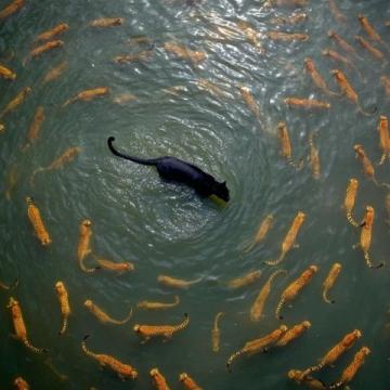 阜陽河道刀魚泛濫村民狂撈背后是生態(tài)改善信號？