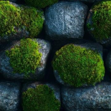 苔蘚養(yǎng)護四大注意(苔蘚愛護常識)