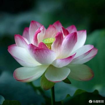 心馳神往！廣西橫州茉莉花之旅不容錯過