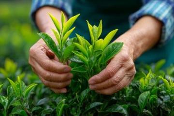 青金桔檸檬茶的制作方法
