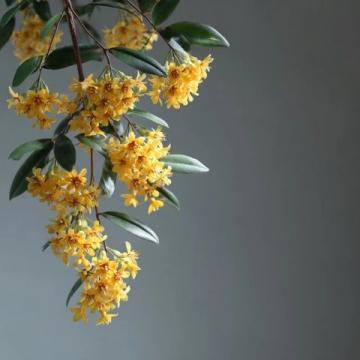 漲知識了!原來這是連翹花小鼓掌這個野花不簡單!