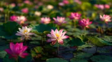 濰坊高密南湖植物園——城市綠洲的詩(shī)意棲居**