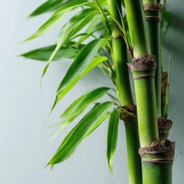 春筍鮮嫩上市,春日味蕾盛宴,探尋健康活力之源