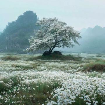 川西秘境：三月春光中，絕美花海引領顏值巔峰