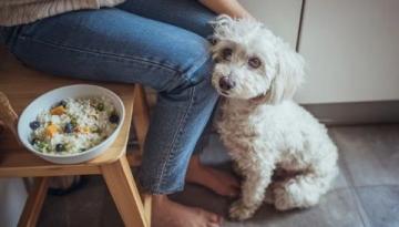 秋冬換季注意！避免給狗狗喂食冷食保持健康
