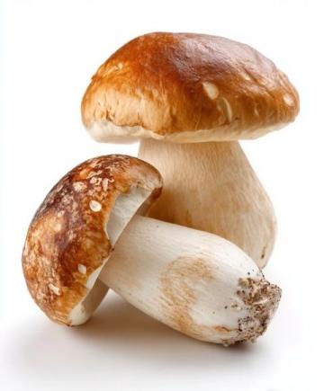 南瓜雜菌盅美味簡直無比!