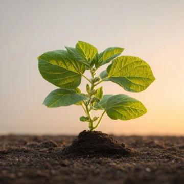 花生種植全攻略:從選種、育苗到高產(chǎn)收成的實用技巧