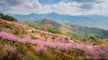 心馳神往！廣西橫州茉莉花之旅不容錯過