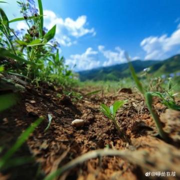 廣西一大家子上山掃墓無一人帶打火機:全是高材生無一人拎打火機油網友:這波操作服了!
