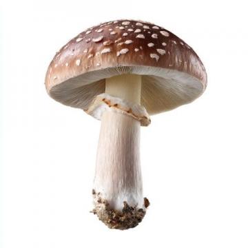 菌類食物安全注意事項