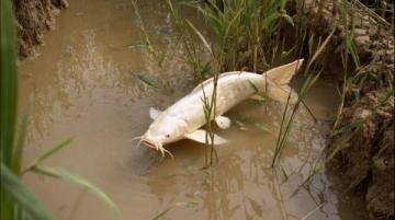 野釣鯽魚爆護攻略：釣位選擇、天氣影響與餌料搭配技巧