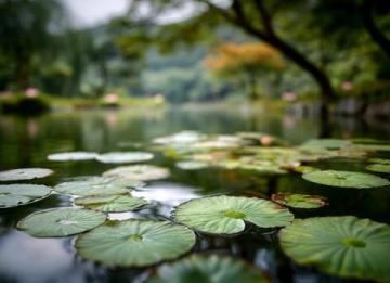濰坊高密南湖植物園——城市綠洲的詩(shī)意棲居**