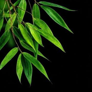 春筍鮮嫩上市,春日味蕾盛宴,探尋健康活力之源