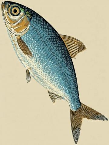 一直以來，家里老人最喜歡的海魚當屬黃翅魚,有野生，有養殖，價格不一樣
