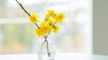 漲知識了!原來這是連翹花小鼓掌這個野花不簡單!