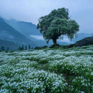 貴州賞櫻觀杜鵑攻略：花開時節(jié)莫錯過