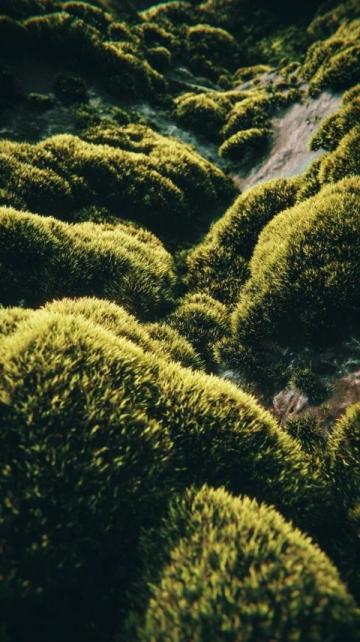 苔蘚養(yǎng)護四大注意(苔蘚愛護常識)