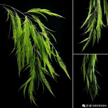 深圳黃花風(fēng)鈴木盛放打卡地大盤點(diǎn)：金色隧道、金色河谷，美不勝收！