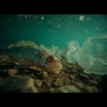 藏身安置小區居民樓里,只做一道魚,從不擔心食客不來