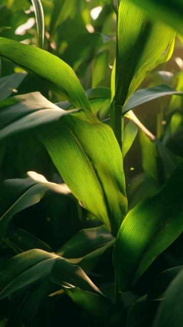 如何科學種植夏玉米以提高產量和質量?