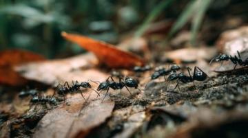 螞蟻上樹的經典家常做法