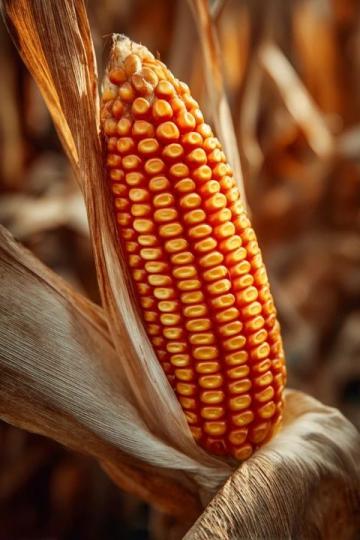 如何科學種植夏玉米以提高產量和質量?