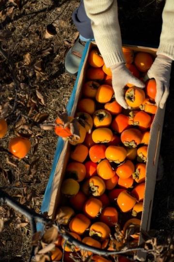 吃杏季節,千萬不能忘了這一步!