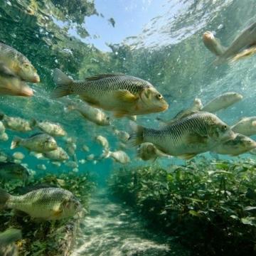 廣東老板創新魚塘經營策略：從單一產品到多樣化服務的成功轉型