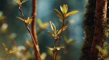 漲知識了!原來這是連翹花小鼓掌這個野花不簡單!