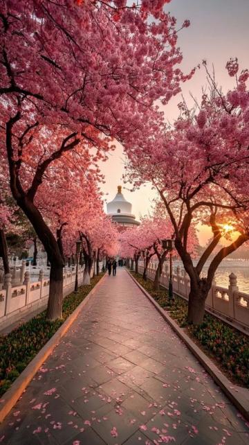 武漢賞櫻攻略：告別日本，體驗荊楚文化盛宴的粉色花海之旅！
