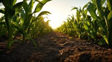 如何科學種植夏玉米以提高產量和質量?