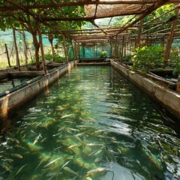 野釣鯽魚爆護攻略:釣位選擇、天氣影響與餌料搭配技巧