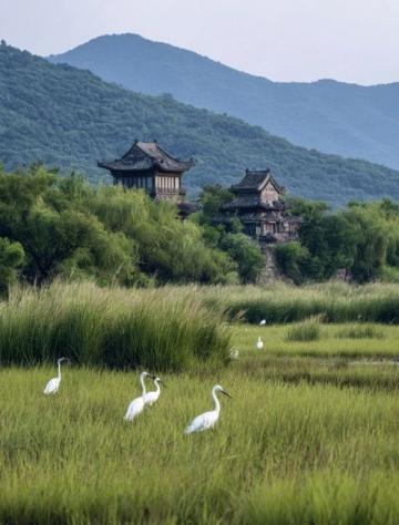 成都近郊露營好去處：金馬河邊的溫江魯家灘濕地公園