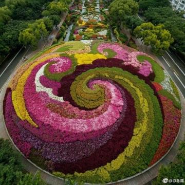 長春花觀賞指南:四季開花、色彩斑斕的美麗花卉