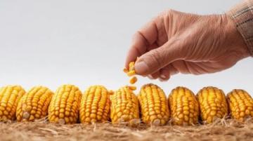 如何科學種植夏玉米以提高產量和質量?
