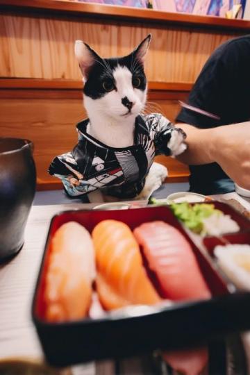 貓肉在中國餐桌上為什么屢禁不止？