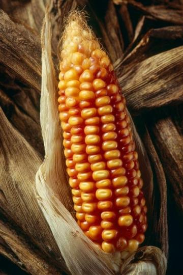 如何科學種植夏玉米以提高產量和質量?