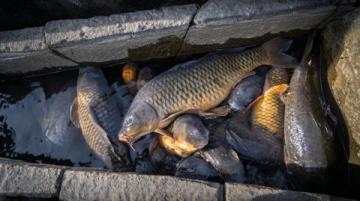 野釣鯽魚爆護攻略：釣位選擇、天氣影響與餌料搭配技巧