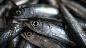 日本人為什么如此鐘愛(ài)秋刀魚？營(yíng)養(yǎng)價(jià)值與文化魅力解析